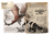 Wyvern
